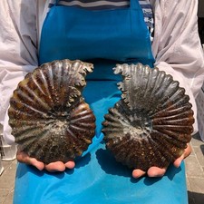 2pc 4.79LB Rare Natural Polished Natural Conch Fossils from Madagascar Specimens picture