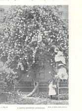 antique 1895 article ROSES of SANTA BARBARA CA California (2 halftone images) picture