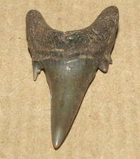 VERY NICE Jaekelotodus trigonalis -Paleogene shark tooth, Sverdlovsk reg. Russia picture