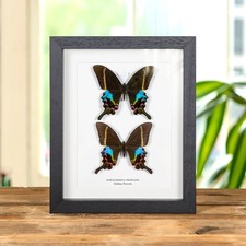 Krishna Peacock Butterfly Male & Female Pair In Box Frame (Papilio krishna thawg picture