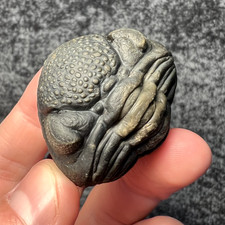 Pedinopariops Trilobite Fossil – Beautiful Enrolled Specimen ✅ picture