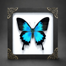 Papilio ulysses Butterfly Taxidermy Real Specimen Shadow Box Insect Wall Decor picture