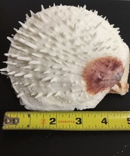 Spondylus varius| PURPLE RED | Beautiful shell picture