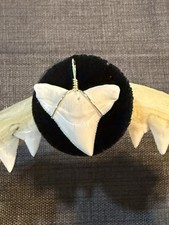 Shark tooth pendant. 1.1/8 inch modern upper Bull shark tooth ( NON ENDANGERED ) picture