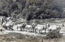 Bartlett Springs CA California Mule Team Hauling Bottled Water RPPC COPY picture