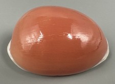 Callistocypraea aurantium 91.5mm NEAR GEM Large Deep Orange Golden Cowrie picture