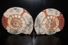 Split Timor Ammonite Pair – UV Reactive 3