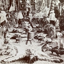 Laliberte's Fur Parlor Quebec Stereoview Keystone View Co. 1899 Canada picture