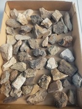 Nice 50 Piece Triceratops Bone Fossil Assorted Lot 5+LB Cretaceous Hell Creek MT picture