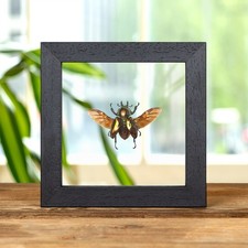 Female Rainbow Stag Beetle In Clear Glass Frame (Phalacrognathus muelleri) picture