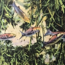 Florida Vintage Postcard The Fish Kingdom Silver Springs Glass Bottom Boat Tour picture
