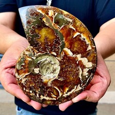 1.56LB Rare natural polished Natural conch fossil specimens of Madagascar picture
