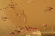 SWARM of 17 TRUE MIDGES Fossil Inclusion Genuine BALTIC AMBER + HQ Pic 191029 picture
