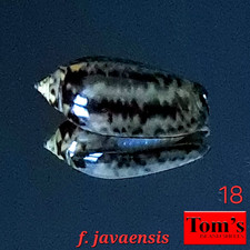 Oliva tigridella f. javaensis #18  22.6mm GEM GORGEOUS BEAUTY from East Java picture