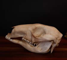 Kangaroo Skull Replica – Life Size Australian Marsupial Anatomy Model picture