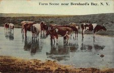 Bernhard's Bay New York Farm Scene Cows Vintage Postcard AA50720 picture