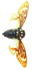 HEMIPTERA, CICADIDAE, TOSENA SPLENDIDA from THAILAND picture