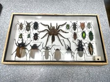 RARE MIX INSECTS DISPLAY BOX IN WOOD FRAME BEHIND GLASS 14”X 8” X 2” See Photos picture