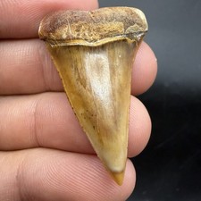 Megalodon Era Mako Shark Tooth Peru - Rare Colors 1.65” picture