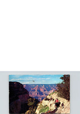 Mule Train Returns Grand Canyon National Park Arizona Postcard AZ picture