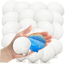 YUJUN 32PCS Natural Scallop Shells, 2''-3'' White Seashells Bulk for DIY Crafts picture