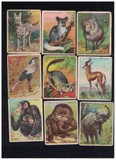 Lot of 9 1910 T29 Animal Series Tobacco Cards LLW picture