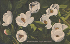 c1930s Postcard New Orleans, Louisiana Magnolias State Flower 4910.4 picture