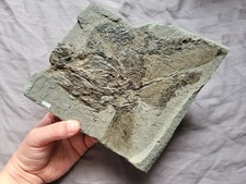 Very Rare Huge Partial Pygopterus Predatory Fish Fossil From The Permian Age  picture