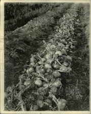 1919 Press Photo Huge numbers of onions in a farm - nex19840 picture