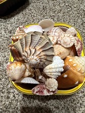 Sanibel Island Seashell Collection picture