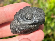 HUGE Pedinopariops Fossil Trilobite Morocco Devonian Age Bug picture