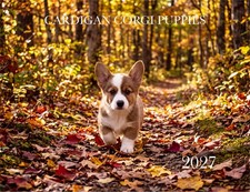 2027 CARDIGAN WELSH CORGI PUPPIES CALENDAR picture