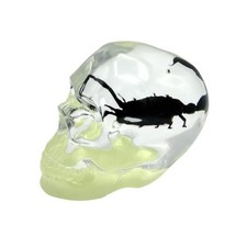 Real BLACK SCORPION In Skull Genuine INSECT Glow In Dark Lucite Paper Weight picture
