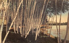 Orange Massachusetts Lake Mattawa Among The Birches 1909 DB Postcard picture
