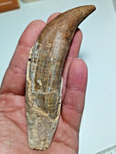 HUGE 5.5 Inch Eocene Fossil Basilosaurus Whale Tooth, Rooted MV128 picture