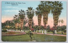 A Walk Among Palm Trees California Vintage Linen Postcard Garden Scene picture