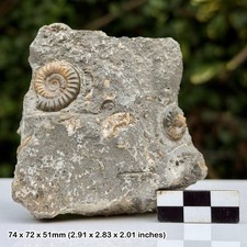 Promicroceras Multi Block Calcite Ammonite Fossils Black Ven Marls Lower Lias picture