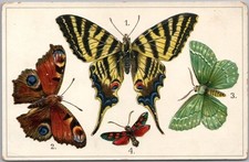 Vintage 1910s Tuck's BUTTERFLIES Postcard 