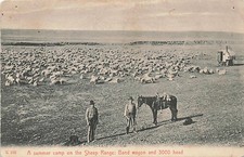 Postcard MT: Summer Camp, Sheep Range, Band Wagon Chinook, Montana UDB 1900's picture