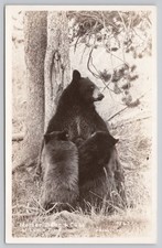 Mother Bear With Cubs At Lunch Time Black Bear RPPC Real Photo Postcard picture