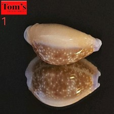 Cypraea helvola f. hawaiiensis #1  24.8mm ULTRA ROSTRATED GEM from Hawaii picture