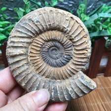 255g natural    white  Stone carving decoration  Specimen  fb1964 picture