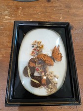 Butterfly Shadowbox Massive Vintage Vibes  7x5 picture