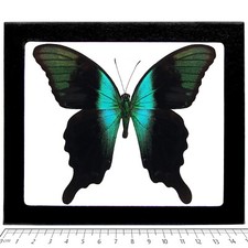 Papilio adamantius REAL FRAMED BUTTERFLY BLUE GREEN SWALLOWTAIL picture