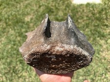 HUGE LEVIATHAN FOSSIL VERTEBRA BACK BONE SKULL FOSSIL picture