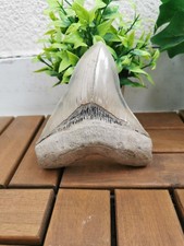 Light colored 12.5 cm (4.92 inch) long x 11 cm (4.33 inch) wide Megalodon teeth picture