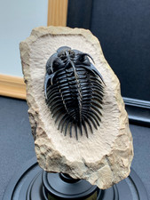 Comura Bullyneki Trilobite Replica, Museum Grade Collectible Decor picture
