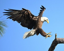 photograph of an eagle coming in for landing picture