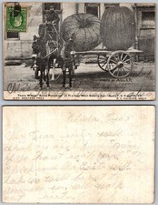 Exaggerated Horse Wagon Hauling Pumpkins Postcard picture