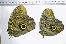Brassolidae CALIGO BRASILIENSIS BRASILIENSIS**** HUGE pair***BRAZIL(papered) picture